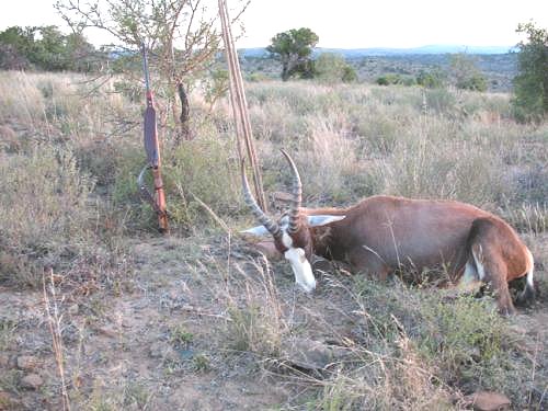 Blessbok