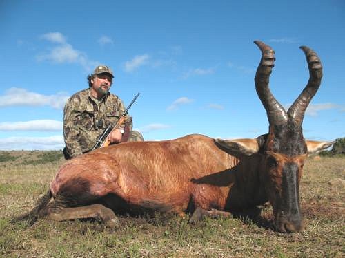 Red Hartebeest