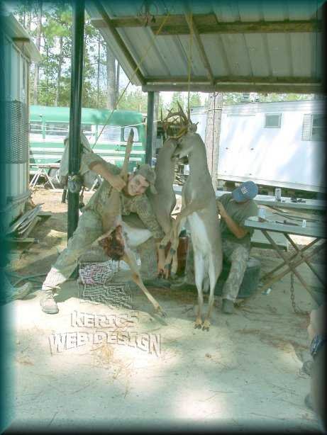 Locked Whitetail Deer