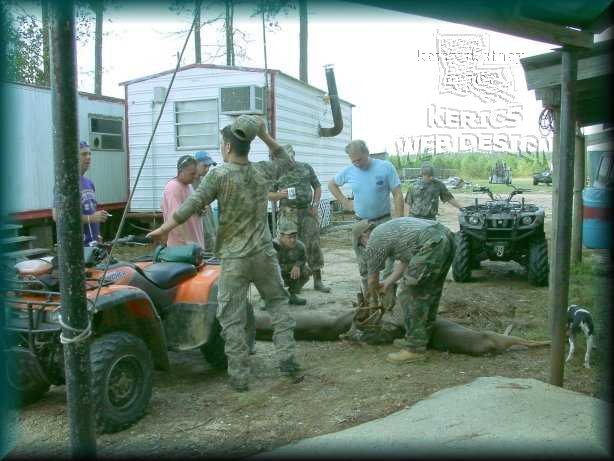 Group Inspection Locked Whitetail Deer