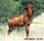  rowland ward, sci, Lictenstein Hartebeest