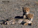 Cheetah Cubs