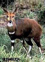  rowland ward, sci, Bushbuck