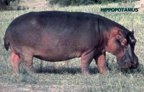  rowland ward, sci, Hippopotamus