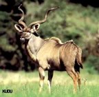  rowland ward, sci, Greater Kudu