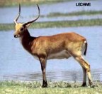  rowland ward, sci, Red Lechwe