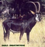  rowland ward, sci, Sable Antelope