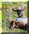 Rene Cross with New Mexico trophy elk. The Elk, or Wapiti (Cervus canadensis), is the second largest species of deer in the world, after the moose (Alces alces), which is, confusingly, often also called "elk" in Europe. Elk are one of the largest mammals in North America and eastern Asia. Male Elk have large antlers which are shed each year. Until recently, Elk and Red Deer (Cervus elaphus) were considered the same species, however DNA research has indicated that they are different. Elk range in forest and forest-edge habitat, feeding on grasses, plants, leaves and bark. Although native to North America and eastern Asia, Elk have adapted well to countries where they have been introduced, including New Zealand and Argentina. In some places where Elk have been intoduced, they pose a threat to endemic species and ecosystems and are considered an invasive species.Among all Elk subspecies, males engage in ritualized mating behaviors during the rut, including posturing, antler wrestling and, especially, "bugling", a loud series of screams designed to help attract females and to establish dominance over other males. The bugle call is one of the most distinctive calls in nature.